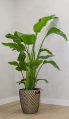 Vertical view of an indoor plant called Strelitzia reginae or Bird of Paradise