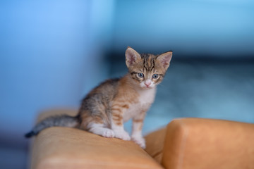 Poster - Closeup shot of a very cute kitty on the sofa