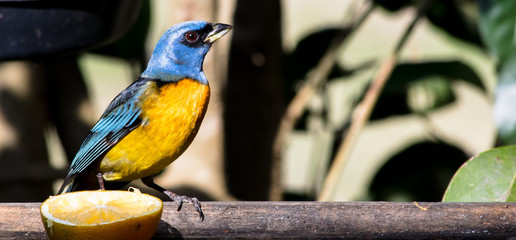 Wall Mural - Sanhaçu-papa-laranja (Pipraeidea bonariensis)