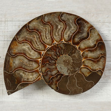 Fossilized Ammonite - Ancient Mollusc Of The Order Cephalopods