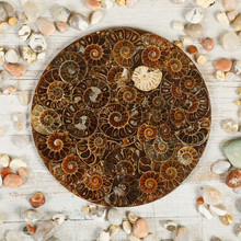 Decoration Of Fossilized Ammonites - Ancient Molluscs Of The Order Cephalopods