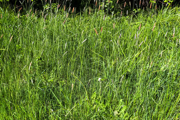 Sticker - Close up of green meadow on a sunny summer day