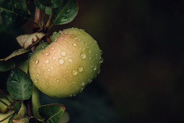 Wall Mural - apples and green leaves on branch with drops water after rain. selective focus