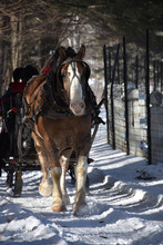 Large Draught Horse Pulling A Winter Sleigh