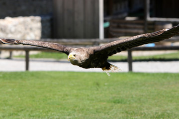 Poster - Closeup shot of flying Golden eagle