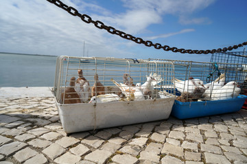 Poster - Closeup shot of birds in the cage with sea in the background