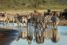 Zebra Herd Standing In River Drinking Water In Ndutu In Tanzania
