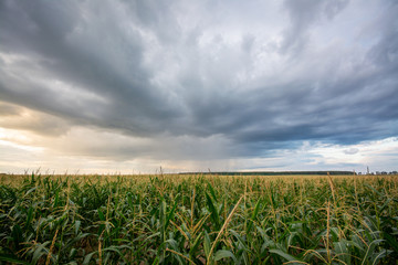 Poster - Colorful picture of field of corn ready for harvesting before the rain