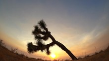 Sun Sets Behind A Joshua Tree On A Hazy Desert Evening - Ultra Wide Angle Time Lapse