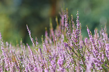 Purple Blooming Heather 'Calluna Vulgaris' Plants