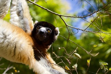 black and white lemur portrait, Madagascar