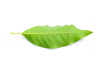 Wall Mural - green leaf isolated on white background.
