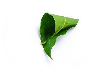 Wall Mural - green leaf isolated on white background. conical green leaf.