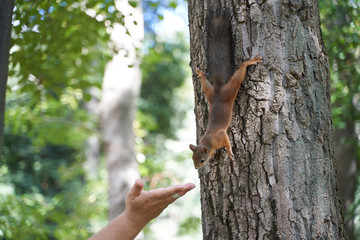 squirrels are interested in people and look for food