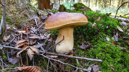 Canvas Print - Edible forest mushroom Boletus Edulis or porcini fungus