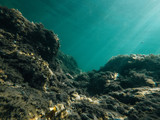 Fototapeta Do akwarium - Unterwasserwelt Mittelmeer