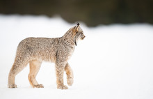 Canadian Lynx In The Wild