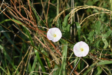 Sticker - Wildflowers