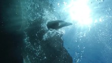 Woman Diving In Mediterranean Sea Under The Water
