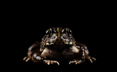 brown toad isolated on black 