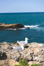 Vertical Shot Of Seagulls Near A Sea