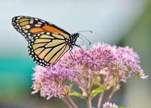 Media Type: Photos
A Profile View Of A Monarch Butterfly (Danaus Plexippus) Feeding On The Pale Pink Blossoms Of Joe-Pye Weed. (Eupatorium Purpureum). Closeup. Copy Space.

