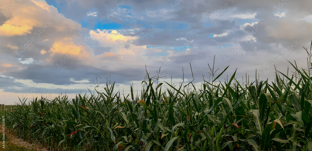 Duże pole zielonej kukurydzy. - obrazy, fototapety, plakaty 