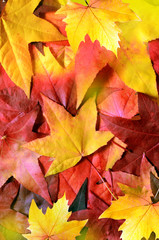 Wall Mural - Background with group autumn orange leaves. Outdoor.