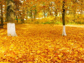 fallen bright yellow foliage in the forest