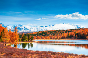 Wall Mural - Kidelu lake in Altai mountains, Siberia, Russia. Snow-covered mountain peaks with yellow autumn forest. Beautiful autumn landscape.