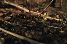 Small Green Plant Growing Out Of The Soil And Vegetation Burned By Forest Fire