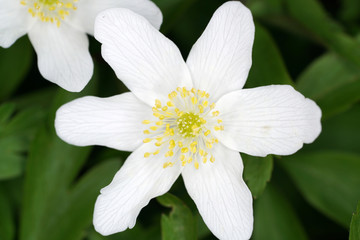 Sticker - Closeup shot of white anemone flowers