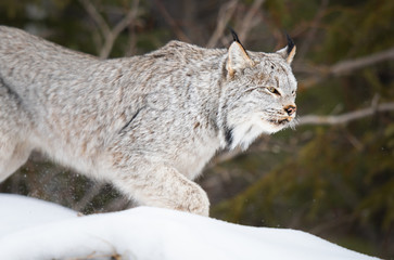 Canadian lynx in the wild