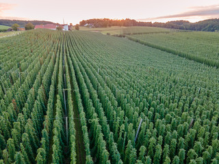 Wall Mural - Holledau sunset hop garden view from top