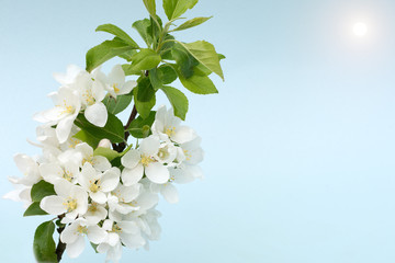 Branch with white flowers of an apple tree on a blue background, close-up, soft, horizontally. Idea - layout for a greeting card.