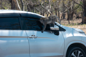 Sticker - Cute baboon sitting on the side mirror of a car