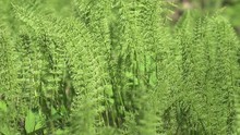 Fresh Sprouts Of A Horsetail (Equisetum -snake Grass, Puzzlegrass) At The Beginning Of Spring