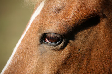 Sticker - Closeup shot of a furry horse face with a large eye