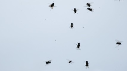 chaos of insects. swarm of flies on the glass of the car. rotting meat and maggots. maggot flight