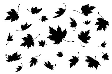 maple leaves. autumn background template with flying and falling leaves. black silhouette. isolated.