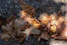Dried Tree Leaves In Autumn