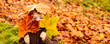 Kids play in autumn park. Children throwing yellow leaves. Child boy with oak and maple leaf. Fall foliage. Family outdoor fun in autumn. Toddler or preschooler in fall.