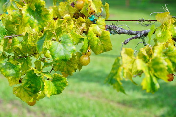  Muscadine Grape fruit on the branch in the harvest season in Florida