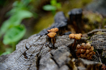 Poster - mushroom on the stump