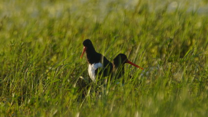 Eurasian oystercatcher (Haematopus ostralegus) also known as the common pied oystercatcher, or palaearctic oystercatcher, or (in Europe) just oystercatcher