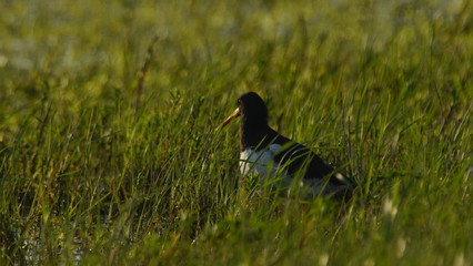 Eurasian oystercatcher (Haematopus ostralegus) also known as the common pied oystercatcher, or palaearctic oystercatcher, or (in Europe) just oystercatcher