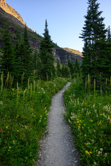 Poster - Trail Through Wild Flowers