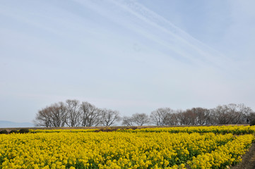 木々をバックに黄色い菜の花が満開に咲いている