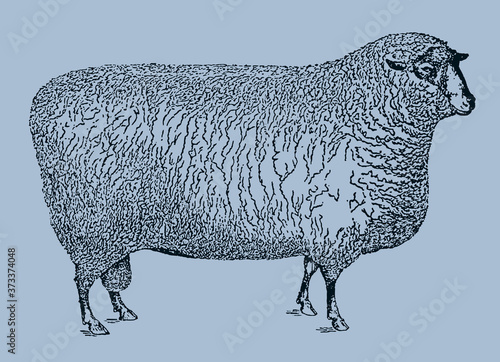 Fotomural Southdown sheep ram in side view isolated on a blue background, after an antique illustration from the 19th century