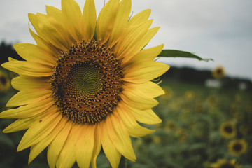 Poster - Close up on sunflower with field of sunflowers as blurry background in dark light